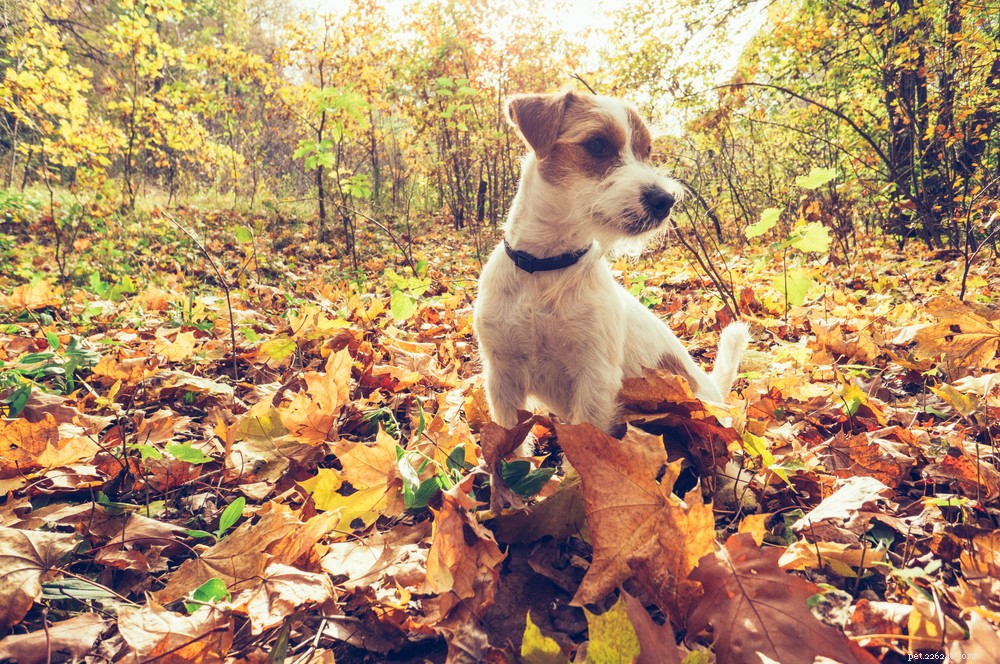 Wat is seizoensgebonden hondenziekte?