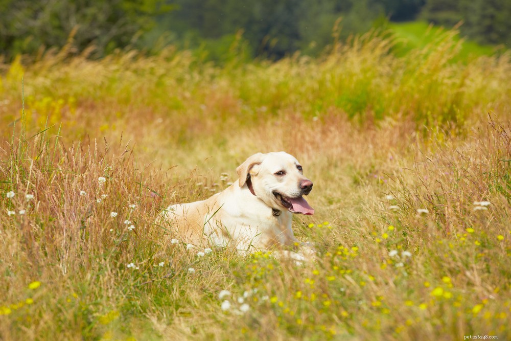 Как обеспечить безопасность собак летом