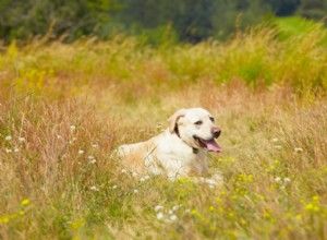 Como manter os cães seguros no verão