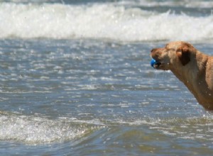 Levar animais de estimação para o exterior e o passaporte para animais de estimação mais importante