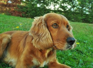 Grupos de raças de cães:o que são e o que significam