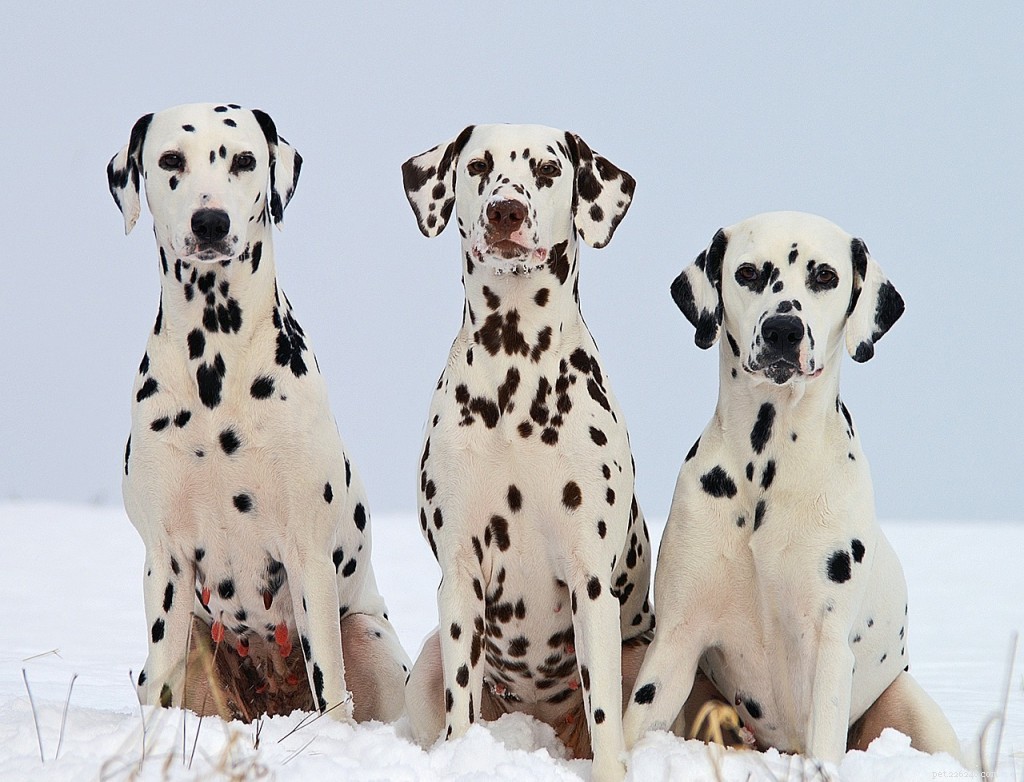 Grupos de raças de cães:o que são e o que significam