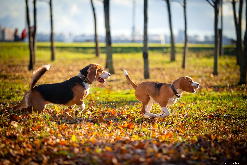 Основные советы по выгулу собаки осенью