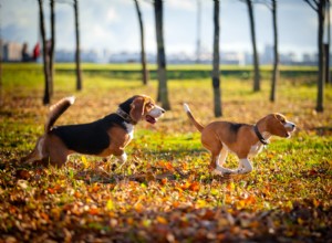 Principais dicas para passear com seu cachorro no outono