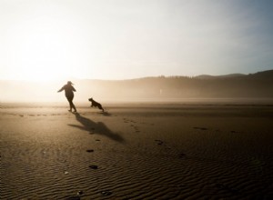 Como saber se seu cão está com um peso saudável