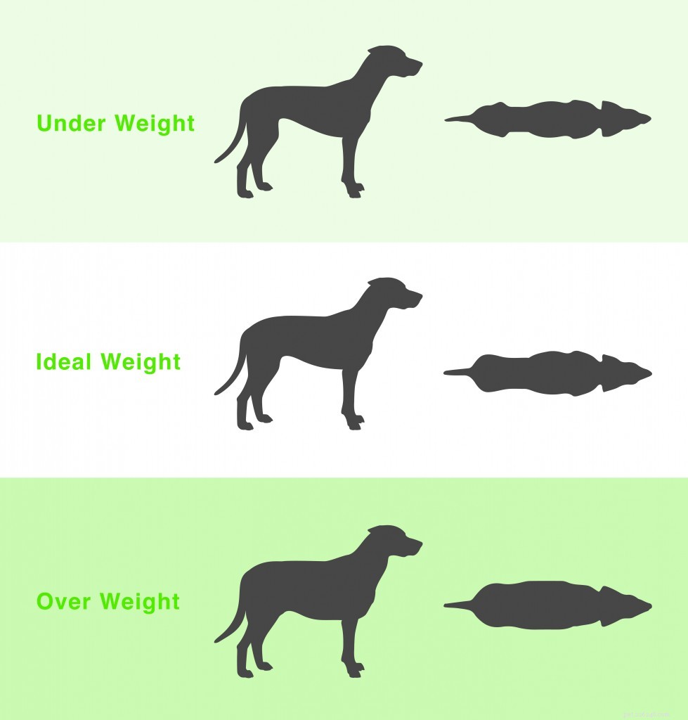 개가 건강한 체중인지 확인하는 방법