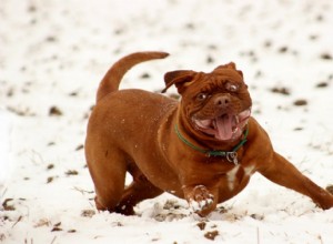 私たちの5つのお気に入りの面白い犬のビデオ 