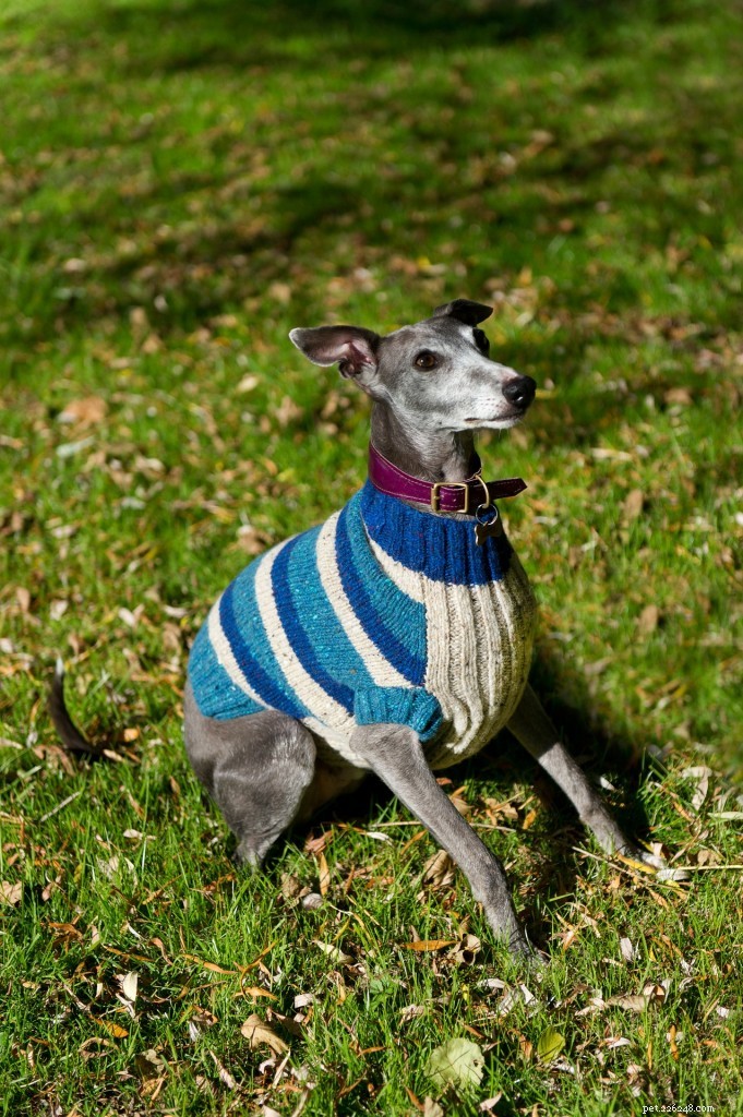 Rasguide:Whippet