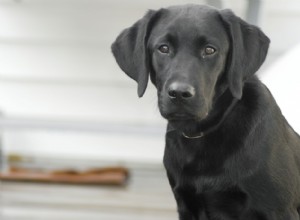 Guia da raça:Labrador retriever