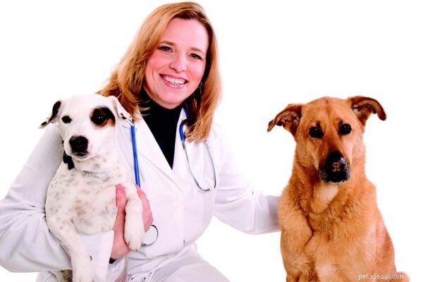 Vznik veterinární telehealth
