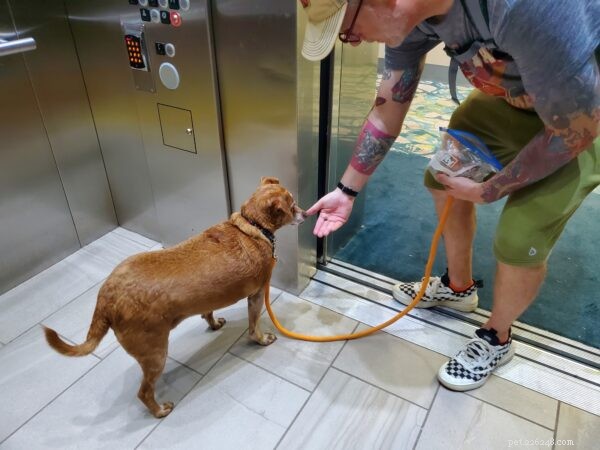Ensine seu cachorro a andar de elevador