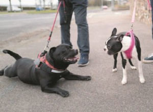 Een nieuwe hond in uw gezin integreren