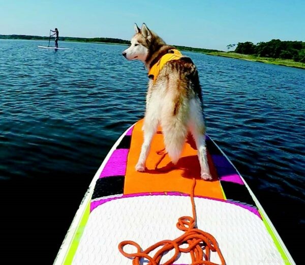 Quer experimentar uma aventura de cachorro na água? Experimente SUP