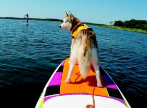 Vous voulez essayer une aventure canine sur l eau ? Essayez le SUP