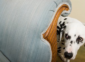 Heb je een angstige hond? Deze trainingstips helpen