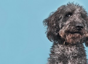 Denk je dat je een koppige hond hebt? Een hond trainen die niet wil luisteren