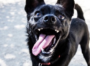 Dog Zoomies:Varför de händer och vad man ska göra