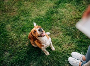 Ce que les nouveaux parents de chiens doivent savoir sur  Pension et dressage 