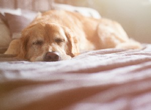 Por que meu cachorro está vomitando espuma branca?