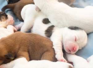 Deixar seu filhote dormir na sua cama? Veja como fazer isso com segurança