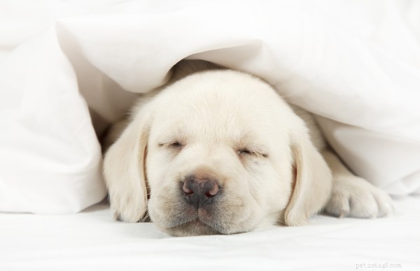 Uw puppy in uw bed laten slapen? Hier leest u hoe u het veilig kunt doen