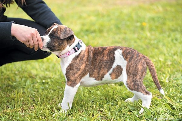 子犬のトレーニング—最初の2か月の準備方法 