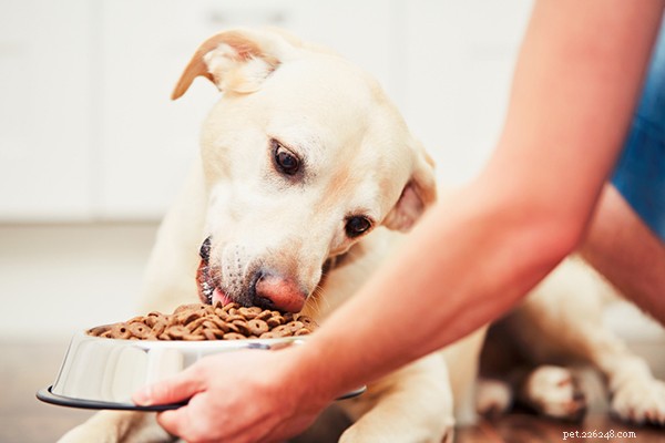 Nejlepší krmivo pro psy ve všech životních fázích
