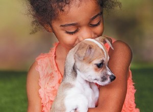 Como socializar um filhote para ajudá-lo a crescer e ser feliz