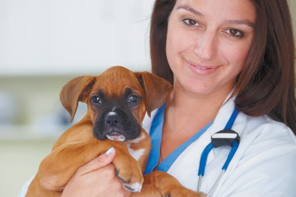 子犬の錠剤と予防接種の基本を知る 