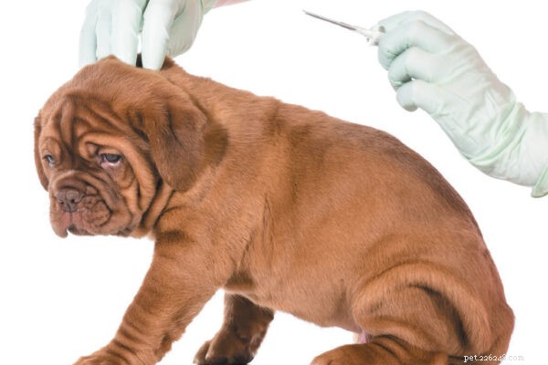 Scopri le nozioni di base sulle pillole e le vaccinazioni per cuccioli