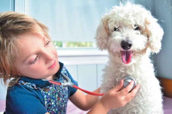 Руководство по успешному первому посещению ветеринара для вашего щенка