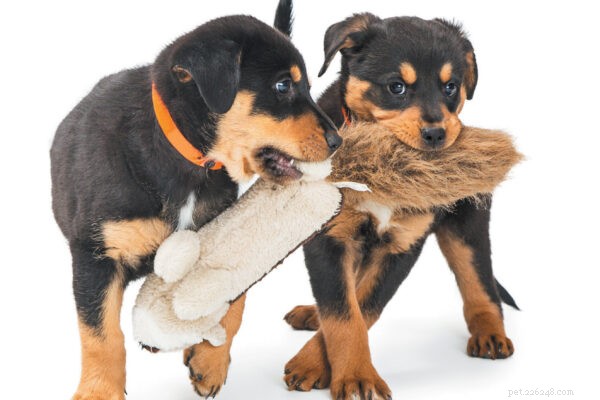 Malattie dei cuccioli e altre condizioni di cui preoccuparsi