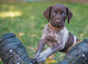 Acha que está pronto para um cachorrinho? Sua nova lista de verificação para filhotes