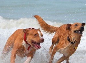 Office Puppy Diaries Volume 3:Quando os filhotes podem ficar perto de outros cães?