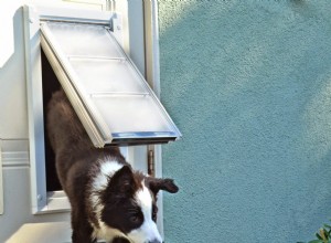 3 principais razões pelas quais seu animal de estimação não está usando sua porta de estimação