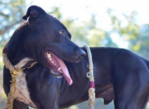 Os cães são os melhores companheiros de corrida