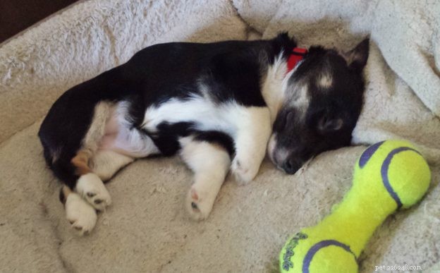 8 konstiga sovställningar för hundar och vad de kan betyda