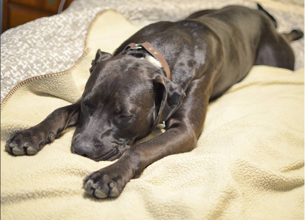 8 podivných spánkových poloh psů a co mohou znamenat