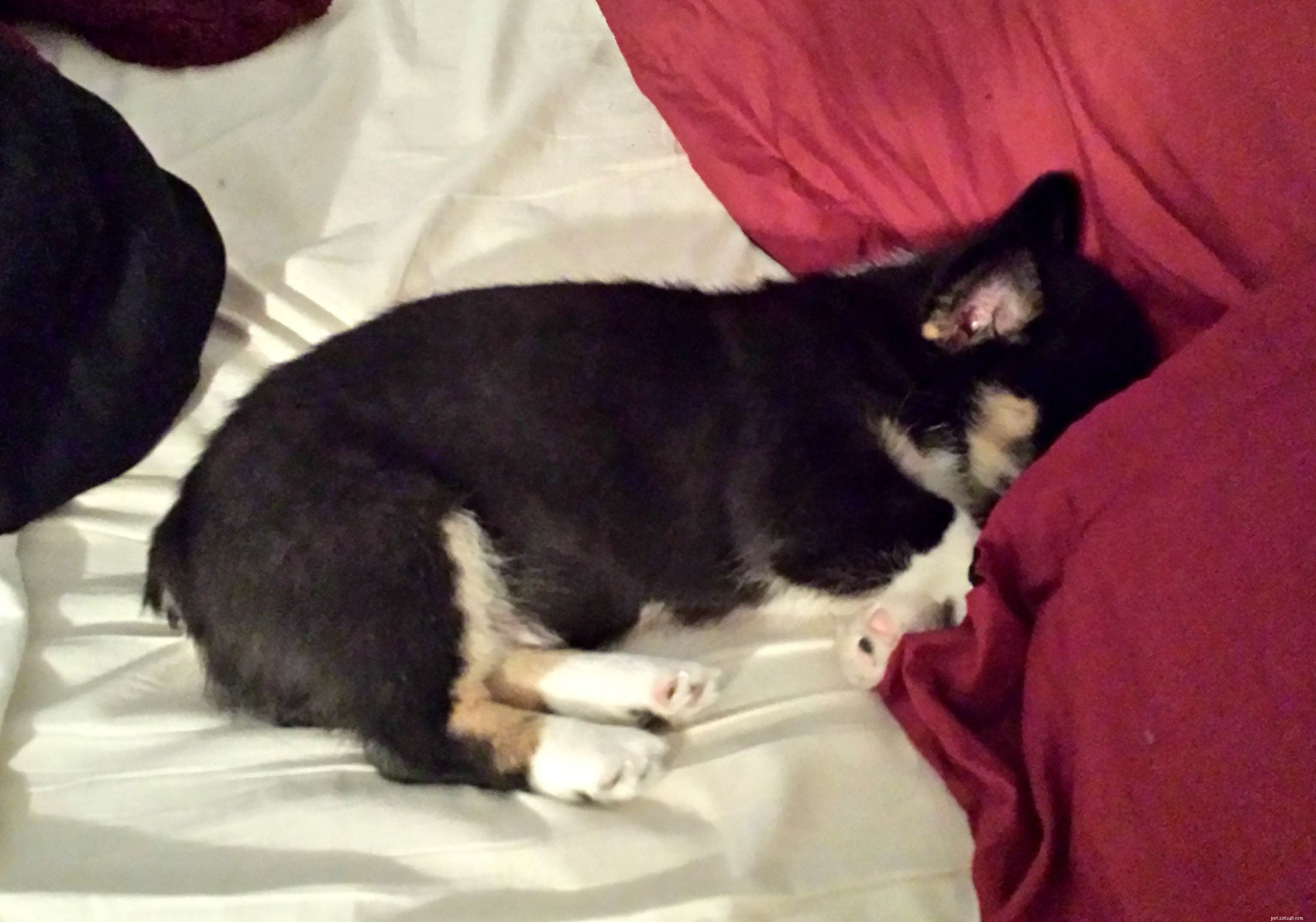 犬の8つの奇妙な睡眠位置とその意味 