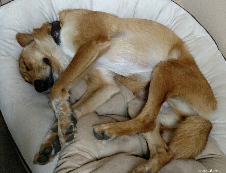 犬の8つの奇妙な睡眠位置とその意味 