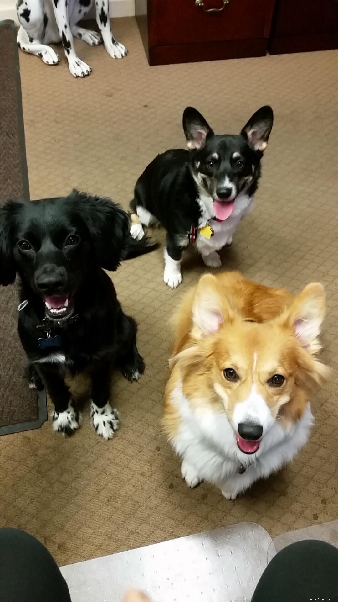 Incontra i nostri nuovi cuccioli di ufficio:Effie, Tonks, Louie e Max!