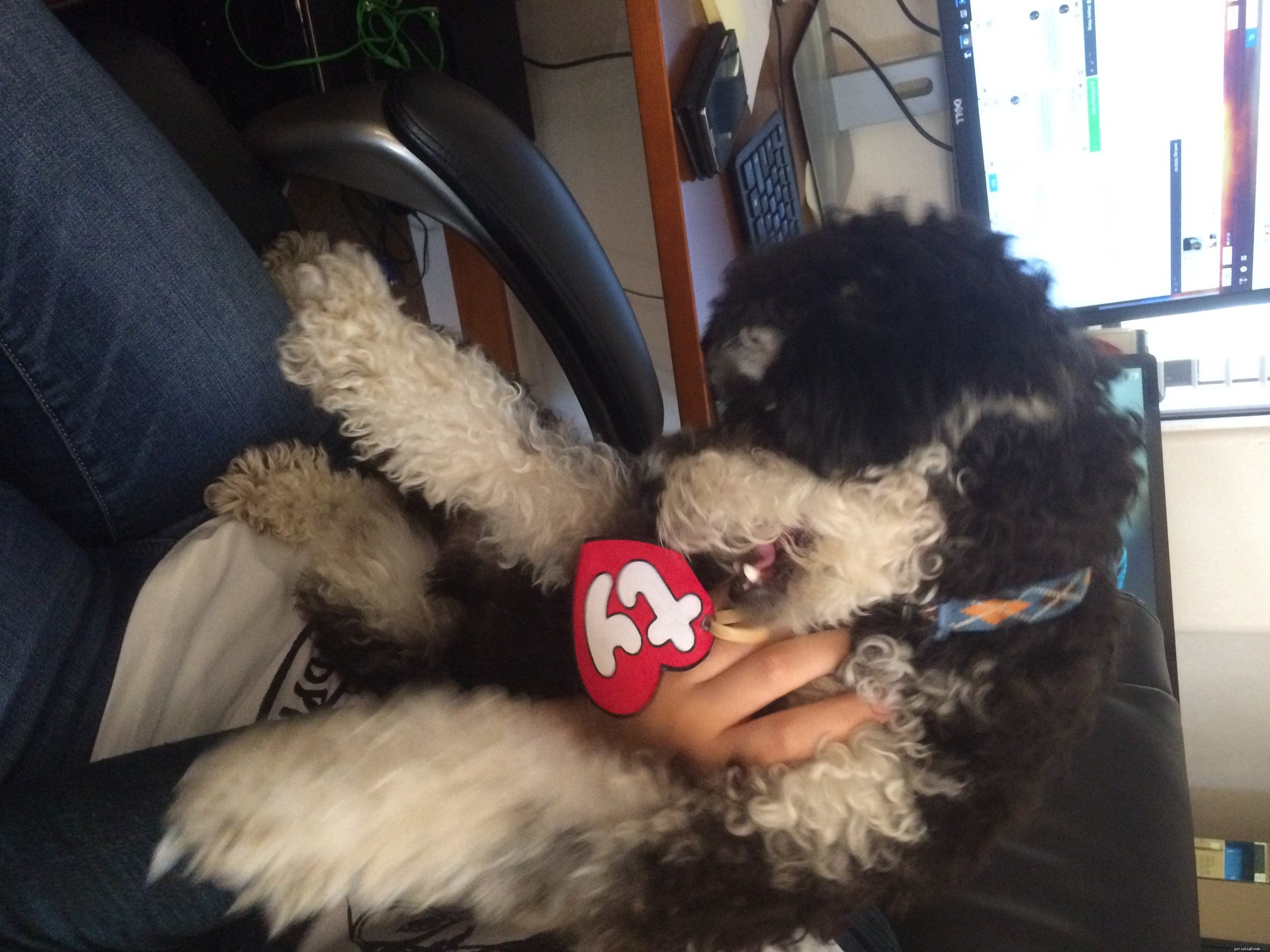 私たちの新しいオフィスの子犬に会いましょう：Effie、Tonks、Louie＆Max！ 