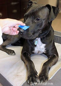 Apprenez à votre chien à se couvrir le nez en 2 étapes faciles !