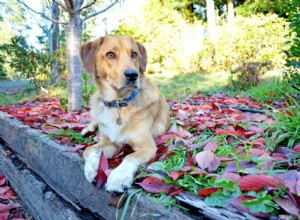 Como manter seu cachorro no quintal