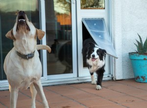 Por que os cães pulam nas pessoas e como evitá-lo