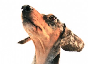 犬がペットドアのフラップを噛むのを防ぐ方法 