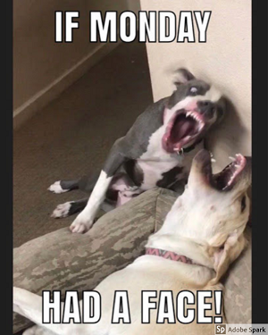 Potřebujete se zasmát? Podívejte se na naše nejlepší memy pro psy!