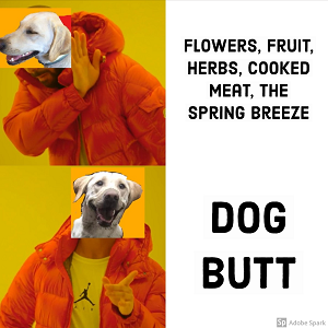 Potřebujete se zasmát? Podívejte se na naše nejlepší memy pro psy!