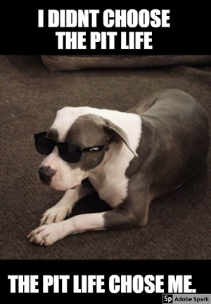Hai bisogno di una risata? Dai un occhiata ai nostri migliori meme sui cani!