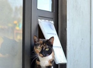 나의 첫 고양이 입양 및 고양이 관리에 대한 유용한 정보